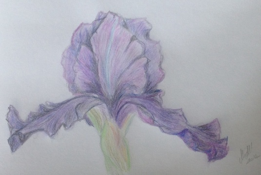 Sketched iris